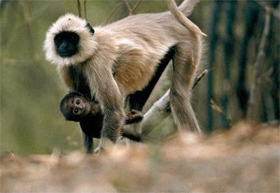 Picture 8 of Mother and child in the animal world