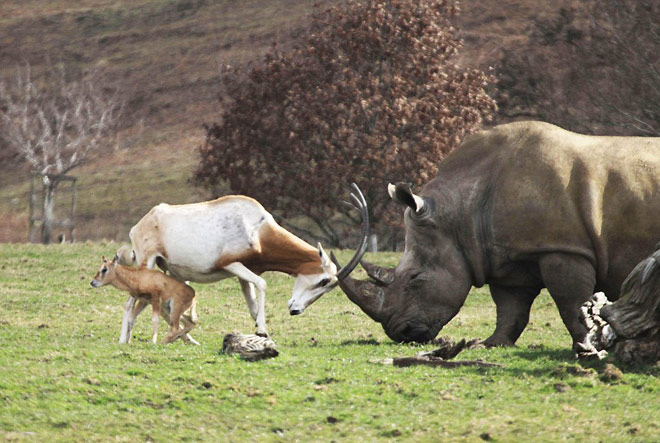 Picture 1 of Mother antelope confronts the rhino to save the baby