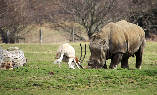 Picture 2 of Mother antelope confronts the rhino to save the baby