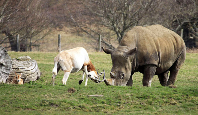 Picture 4 of Mother antelope confronts the rhino to save the baby