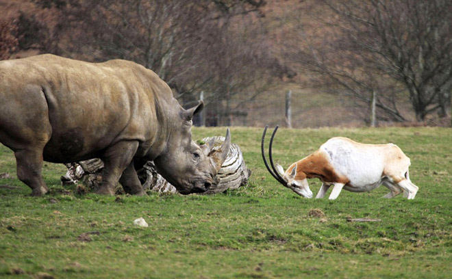 Picture 5 of Mother antelope confronts the rhino to save the baby