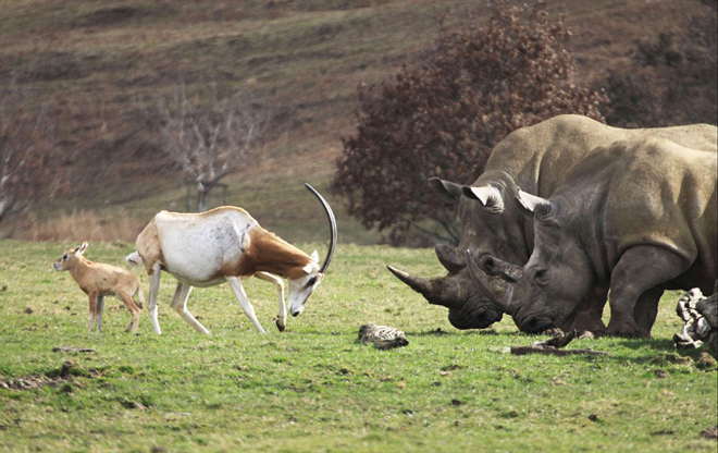 Picture 6 of Mother antelope confronts the rhino to save the baby
