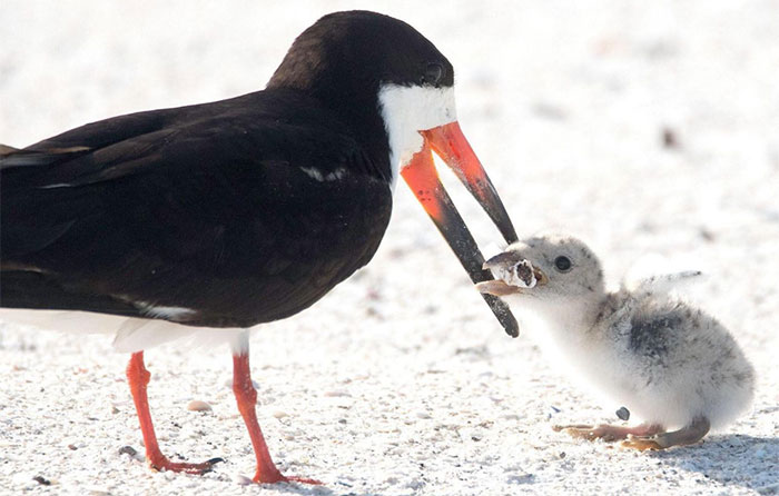 Picture 1 of Mother birds use cigarettes to make ... food for children?