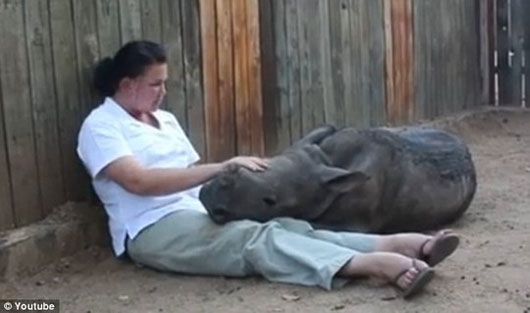 Picture 1 of Mother died, the rhinoceros child refused to sleep alone