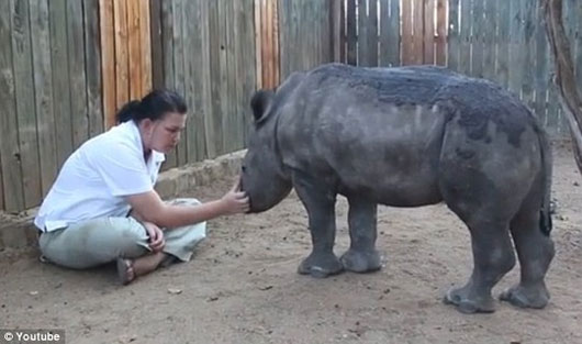 Picture 2 of Mother died, the rhinoceros child refused to sleep alone