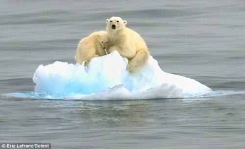 Picture 1 of Mother of the polar bear floating in the sea