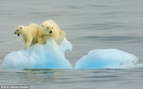 Picture 2 of Mother of the polar bear floating in the sea