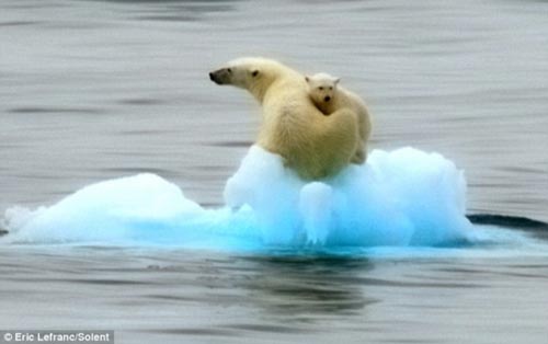 Picture 3 of Mother of the polar bear floating in the sea