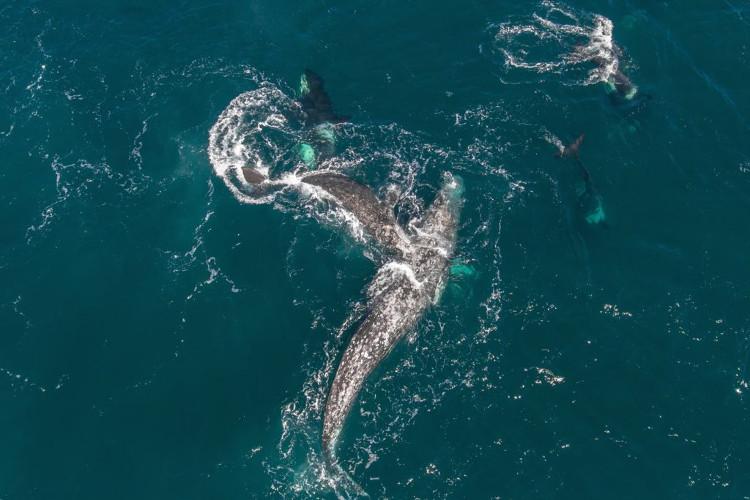 Picture 1 of Mother whale carries a spectacular escape between the killer whales