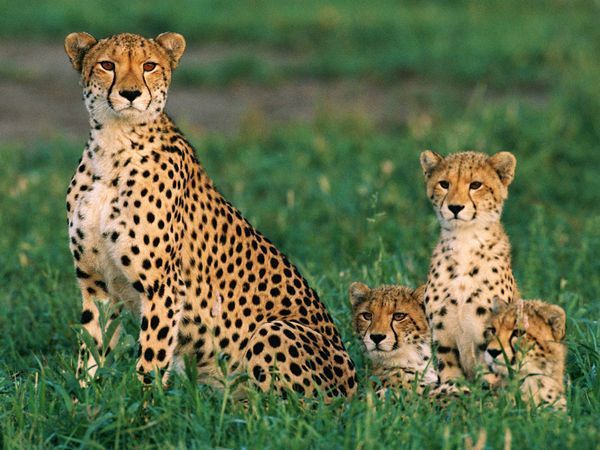 Picture 8 of Motherhood in the wild