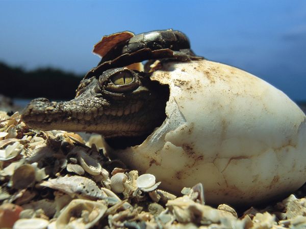 Picture 9 of Motherhood in the wild