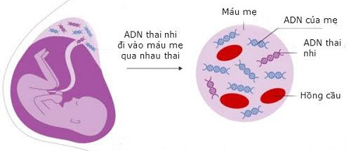 Picture 1 of Mother's blood revealed the secret of the fetus