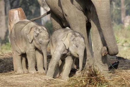Picture 10 of 'Mother's Day' in the animal world
