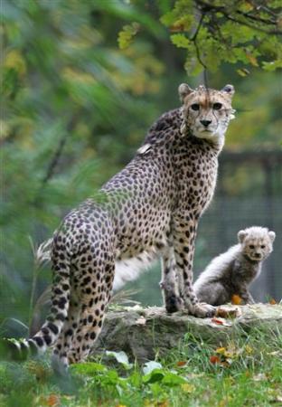 Picture 11 of 'Mother's Day' in the animal world