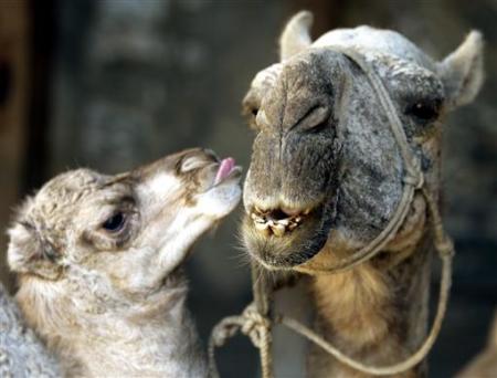 Picture 12 of 'Mother's Day' in the animal world