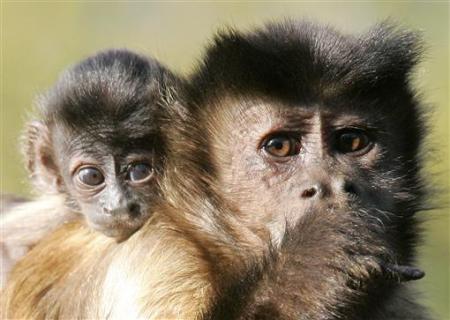 Picture 13 of 'Mother's Day' in the animal world