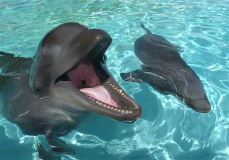 Picture 8 of 'Mother's Day' in the animal world
