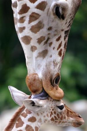 Picture 9 of 'Mother's Day' in the animal world