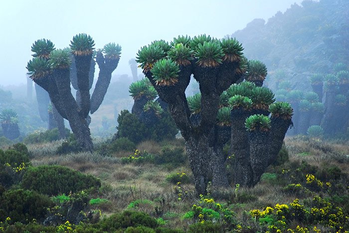Picture 3 of Mount Kenya National Park