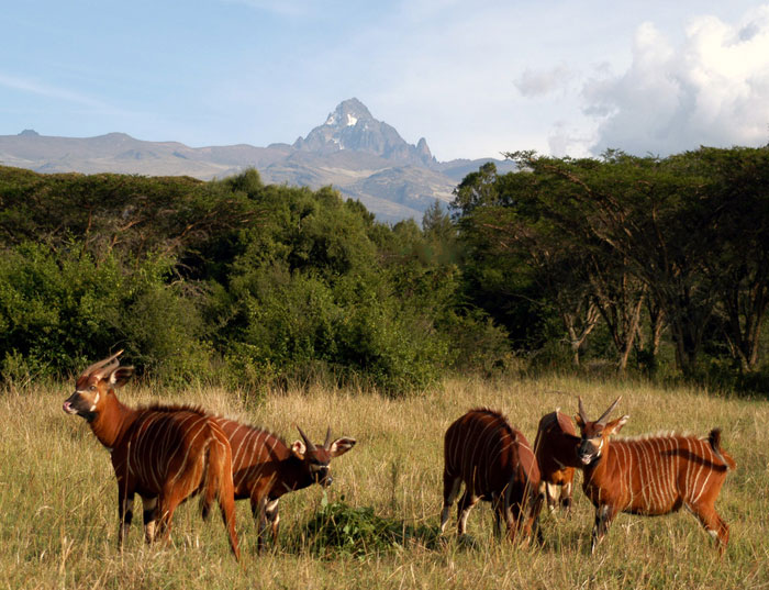 Picture 5 of Mount Kenya National Park