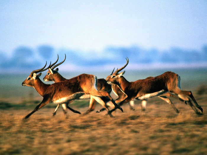 Picture 6 of Mount Kenya National Park