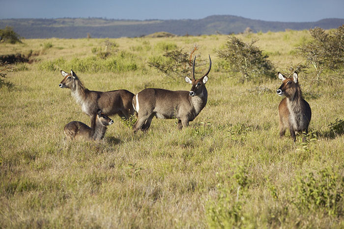 Picture 7 of Mount Kenya National Park