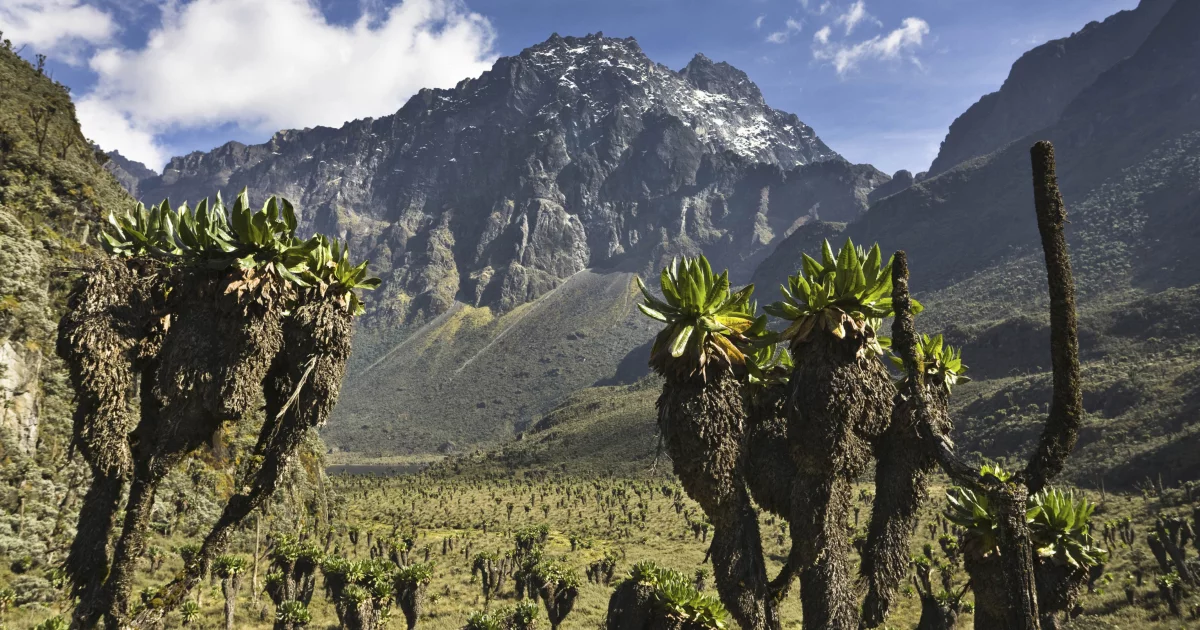 Picture 5 of Mount Rwenzori National Park