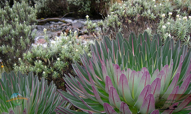 Picture 6 of Mount Rwenzori National Park