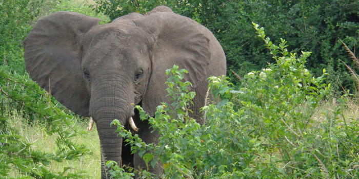 Picture 7 of Mount Rwenzori National Park