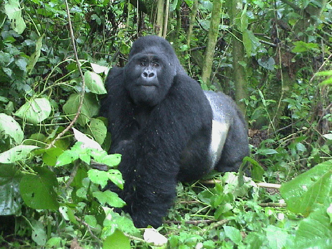 Picture 8 of Mount Rwenzori National Park