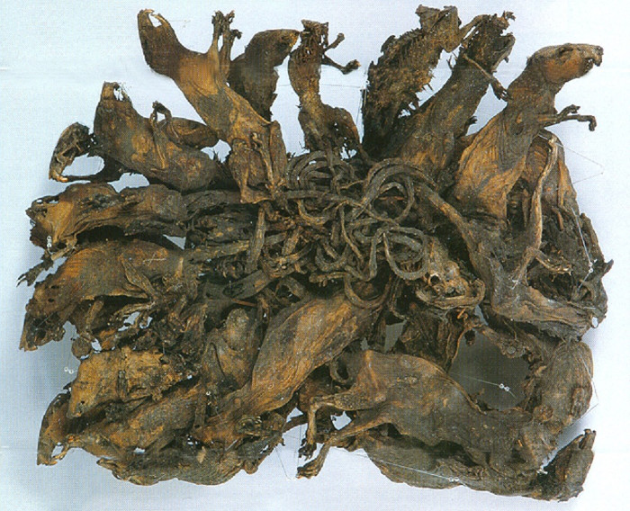 Picture 3 of Mouse king - rare and dangerous horror phenomenon