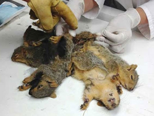 Picture 4 of Mouse king - rare and dangerous horror phenomenon
