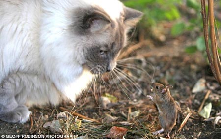 Picture 2 of Mouse threatens cats