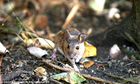 Picture 3 of Mouse threatens cats