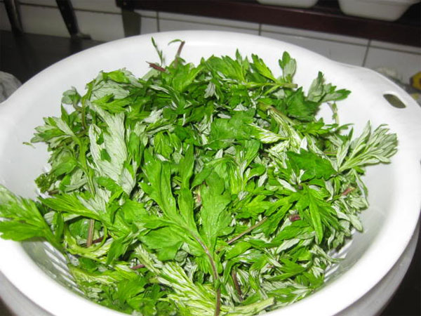 Picture 2 of Mugwort - Overdose can be poisoned