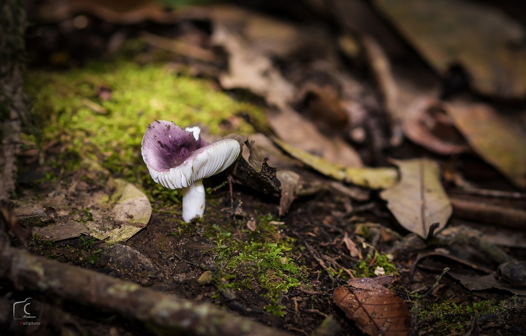 Picture 10 of Multi-color mushroom mats flourish in Da Lat forest