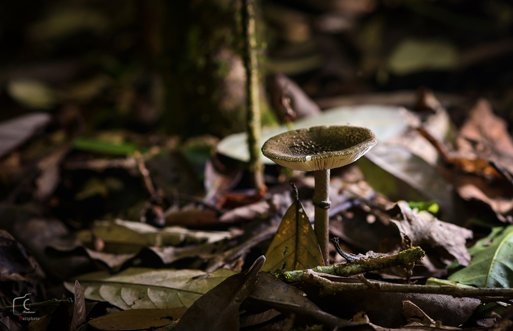 Picture 11 of Multi-color mushroom mats flourish in Da Lat forest