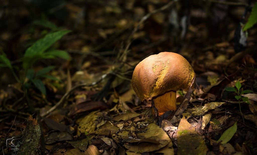 Picture 12 of Multi-color mushroom mats flourish in Da Lat forest