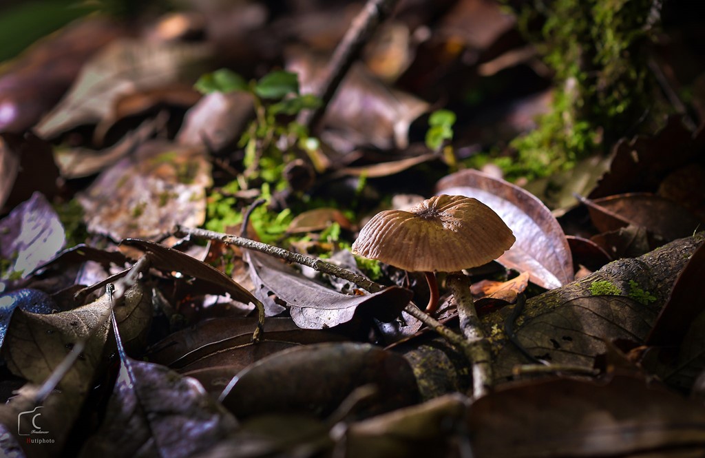 Picture 13 of Multi-color mushroom mats flourish in Da Lat forest