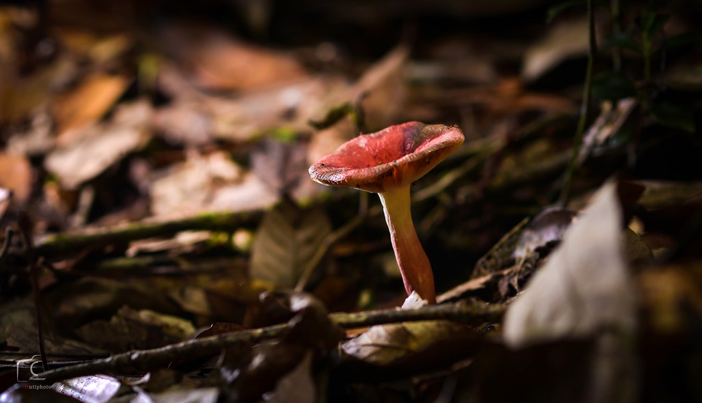 Picture 14 of Multi-color mushroom mats flourish in Da Lat forest