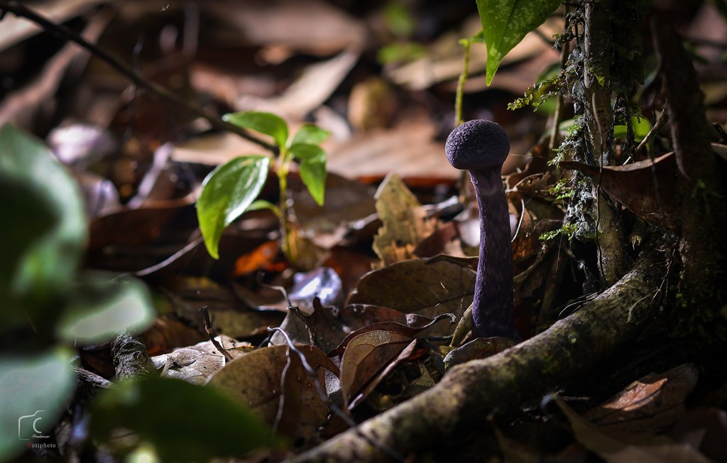Picture 15 of Multi-color mushroom mats flourish in Da Lat forest