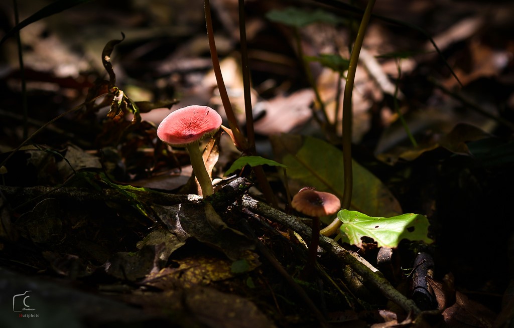 Picture 16 of Multi-color mushroom mats flourish in Da Lat forest