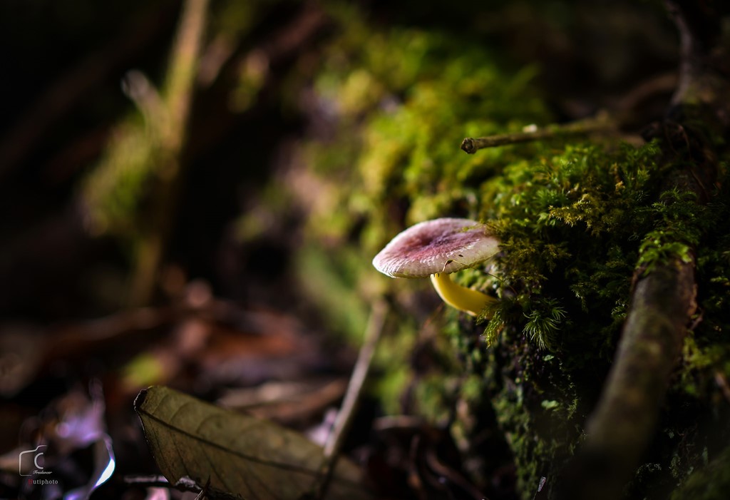 Picture 17 of Multi-color mushroom mats flourish in Da Lat forest