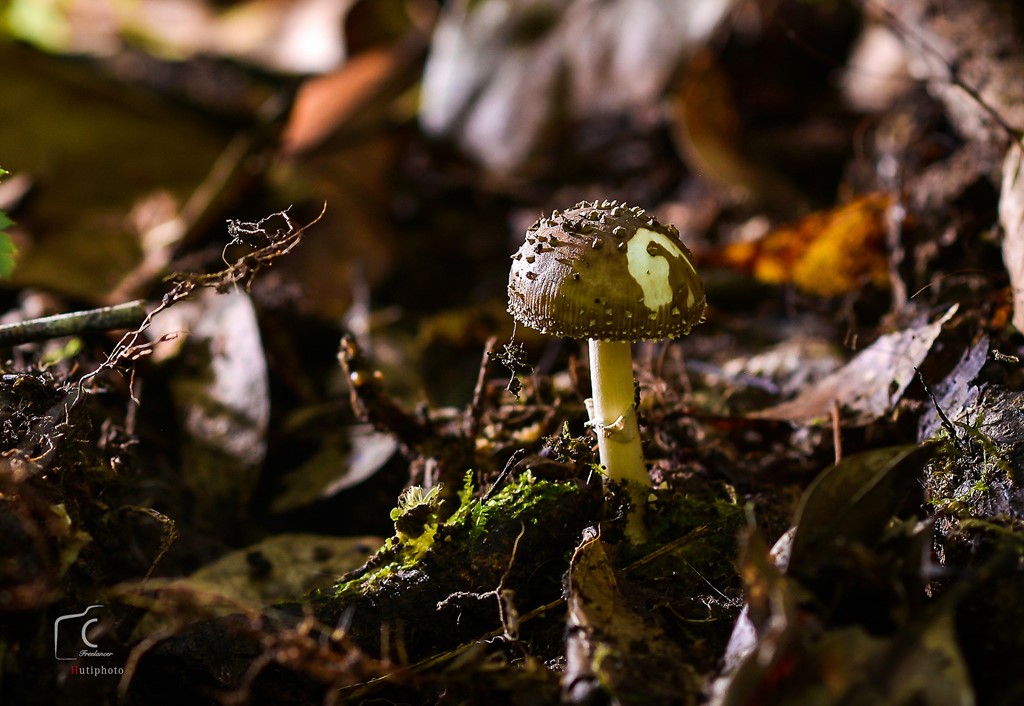 Picture 19 of Multi-color mushroom mats flourish in Da Lat forest