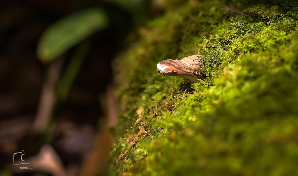 Picture 9 of Multi-color mushroom mats flourish in Da Lat forest