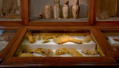 Picture 10 of Mummies of animals nearly 3,000 years old
