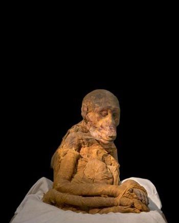 Picture 8 of Mummies of animals nearly 3,000 years old