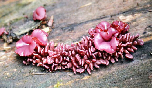 Picture 1 of Mushroom saves the world environment