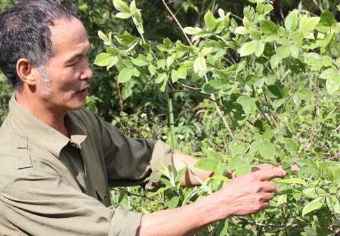 Picture 1 of Mushroom species are as expensive as net gold on Hoang Lien Son range
