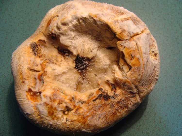Picture 2 of Mushroom species are as expensive as net gold on Hoang Lien Son range